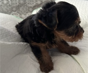 Yorkshire Terrier Puppy for Sale in SAN MARCOS, Texas USA