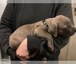 Small Photo #18 American Bully Puppy For Sale in LOVELAND, CO, USA