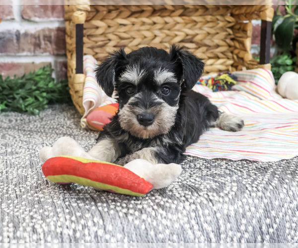 Medium Photo #6 Schnauzer (Miniature) Puppy For Sale in SYRACUSE, IN, USA