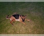 Small Photo #1 German Shepherd Dog Puppy For Sale in PLYMOUTH, NH, USA