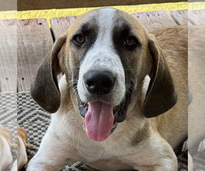 Great Pyrenees-Unknown Mix Dogs for adoption in Canton, CT, USA