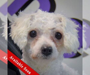 Bichon Frise-Unknown Mix Dogs for adoption in Huntley, IL, USA
