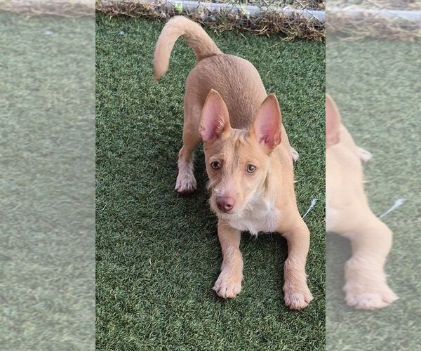 Medium Photo #2 Cairn Terrier-Unknown Mix Puppy For Sale in Carrollton, TX, USA