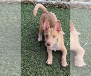 Landon - Male Cairn Terrier-Unknown Mix Dog for Adoption - Photo #2