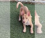 Small Photo #2 Cairn Terrier-Unknown Mix Puppy For Sale in Carrollton, TX, USA