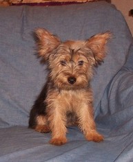 Silky Terrier Puppy for sale in LIBERAL, MO, USA