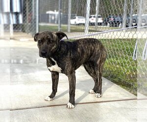 American Pit Bull Terrier-Unknown Mix Dogs for adoption in Lacombe, LA, USA