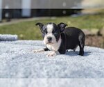 Small Photo #7 Boston Terrier Puppy For Sale in MILLERSBURG, OH, USA