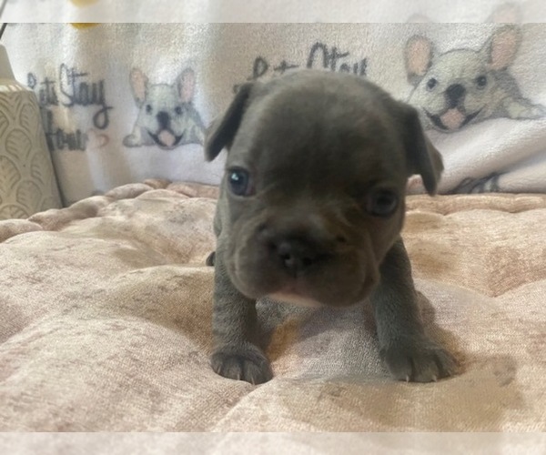Medium Photo #11 French Bulldog Puppy For Sale in VILLA RICA, GA, USA