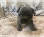 Small Photo #11 French Bulldog Puppy For Sale in VILLA RICA, GA, USA