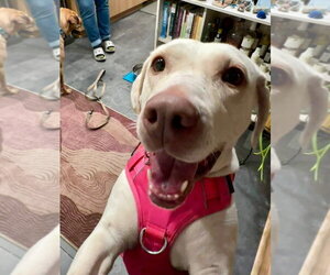 Daisy Jane - Female Mutt Dog for Adoption - Photo #4