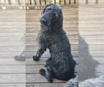 Puppy Edwin Labradoodle