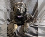Puppy Purple German Shepherd Dog-Malinois Mix