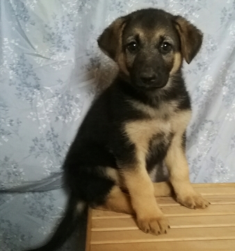 Medium Photo #1 German Shepherd Dog Puppy For Sale in LAKEVILLE, OH, USA