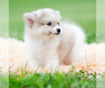 Small Photo #52 Pomeranian Puppy For Sale in WARSAW, IN, USA