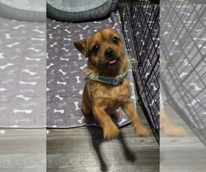 Cairn Terrier-Unknown Mix Dogs for adoption in Aurora, IN, USA