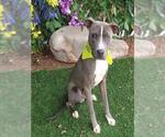 Small American Pit Bull Terrier Mix