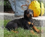 Small Photo #3 Doberman Pinscher Puppy For Sale in NARVON, PA, USA