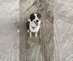 Small Photo #1 Border Collie Puppy For Sale in HILMAR, CA, USA