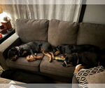 Small #3 Rottweiler Mix