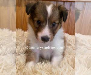 Shetland Sheepdog Puppy for sale in GRAFTON, OH, USA