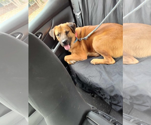 Medium Photo #11 Shepradors Puppy For Sale in Rustburg, VA, USA