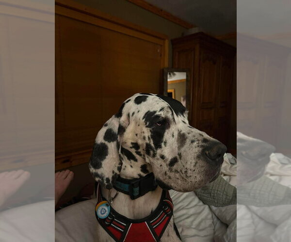 Medium Photo #3 Great Dane Puppy For Sale in Bullard, TX, USA