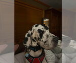 Small #2 Great Dane