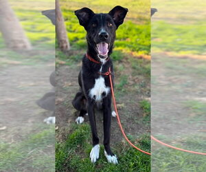 Mutt Dogs for adoption in Milwaukie, OR, USA