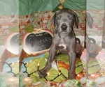 Small Photo #4 Great Dane Puppy For Sale in INDEPENDENCE, MO, USA