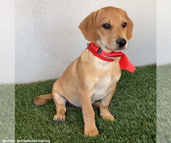 Medium Photo #2 Labbe Puppy For Sale in San Diego, CA, USA