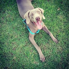 Weimaraner Puppy for sale in COLTON, CA, USA