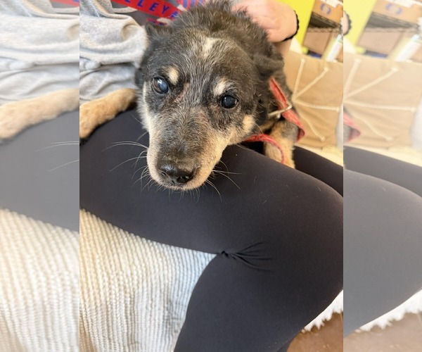 Medium Photo #4 Mutt Puppy For Sale in Stratham, NH, USA