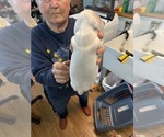 Small #2 Dachshund