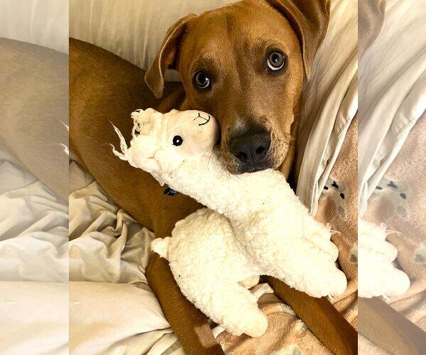 Medium Photo #4  Puppy For Sale in , 