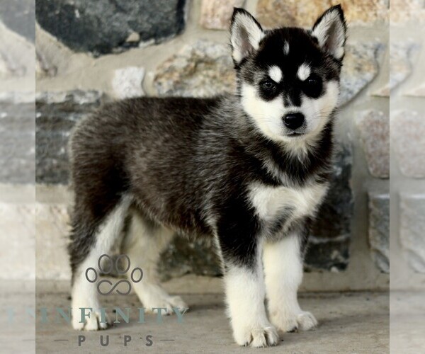 Medium Photo #1 Gerberian Shepsky Puppy For Sale in HONEY BROOK, PA, USA