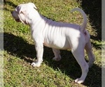 Small Photo #9 American Bulldog Puppy For Sale in HOUSTON, TX, USA