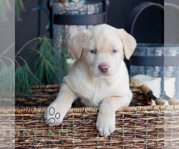 Medium Photo #1 Labrador Retriever Puppy For Sale in NARVON, PA, USA