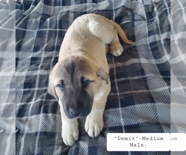 Medium Photo #13 Kangal Dog Puppy For Sale in SILVER LAKE, OR, USA