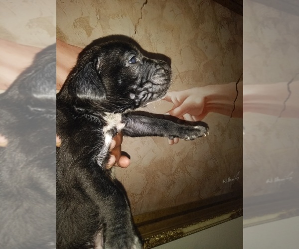 Medium Photo #4 American Bandogge-Brazilian Mastiff Mix Puppy For Sale in ORLANDO, FL, USA