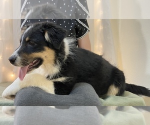 Australian Shepherd Puppy for sale in HILLSBORO, WI, USA