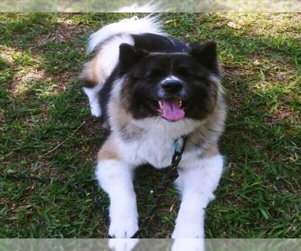 Medium Photo #1 Akita-Unknown Mix Puppy For Sale in West Palm Beach, FL, USA