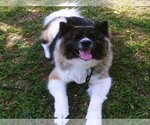 Small Akita Mix