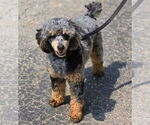 Small Photo #1 Aussiedoodle Miniature  Puppy For Sale in ROCK HILL, SC, USA