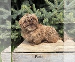 Small Photo #1 Shih Tzu Puppy For Sale in MIDDLEBURY, IN, USA
