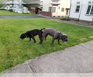 Father of the Cane Corso puppies born on 09/04/2019