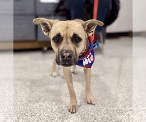 Raquel - Female Boxer-Unknown Mix Dog for Adoption - Photo #5