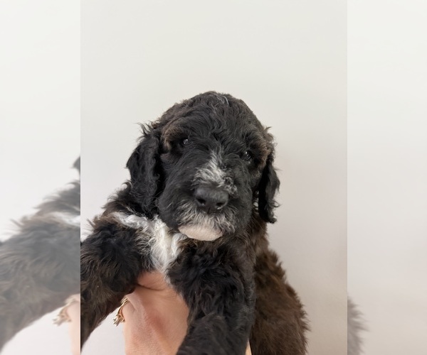 Medium Photo #3 Bernedoodle Puppy For Sale in MOULTON, AL, USA