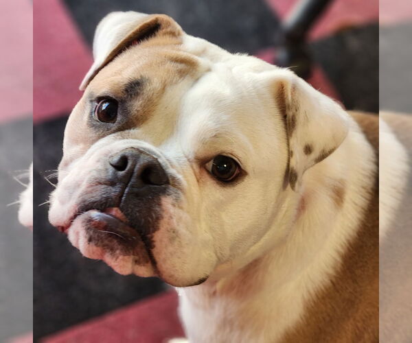 Medium Photo #1 Bulldog Puppy For Sale in Walnutport, PA, USA