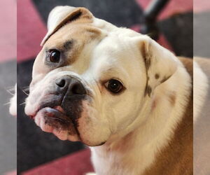 Bulldog Dogs for adoption in Walnutport, PA, USA